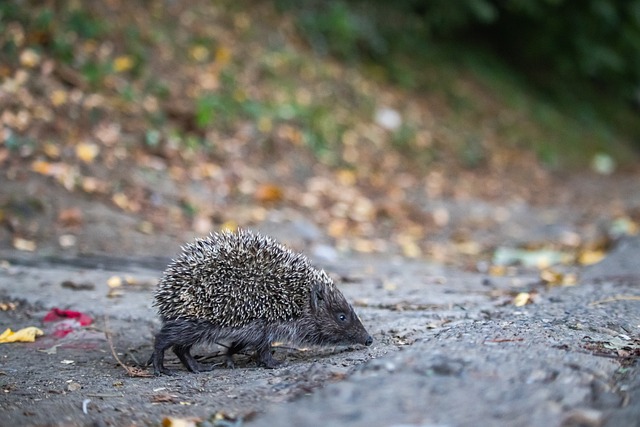 吸引了诸多 吸引了诸多